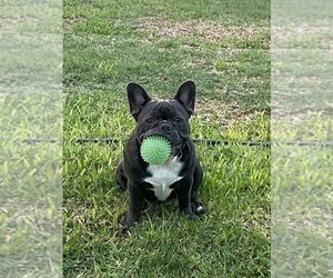 Mother of the French Bulldog puppies born on 04/25/2025