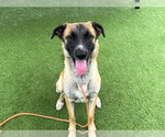 Small Anatolian Shepherd Mix