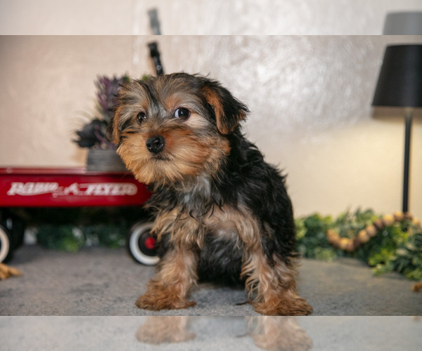 Medium Photo #4 Yorkshire Terrier Puppy For Sale in SHILOH, OH, USA