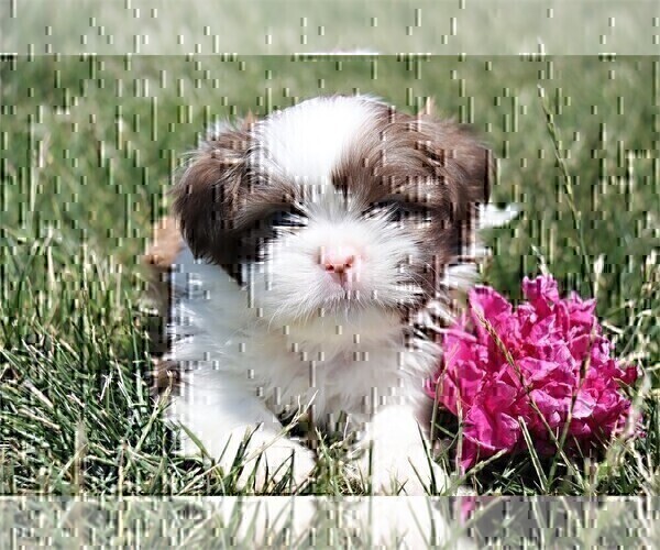 Medium Photo #4 Shih Tzu Puppy For Sale in FORT LAUDERDALE, FL, USA