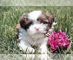 Small #3 Shih Tzu