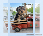 Small #9 Yorkshire Terrier