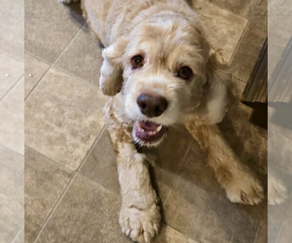 Medium Photo #1 Cocker Spaniel Puppy For Sale in Fargo, ND, USA