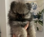 Puppy Smokey Pomeranian