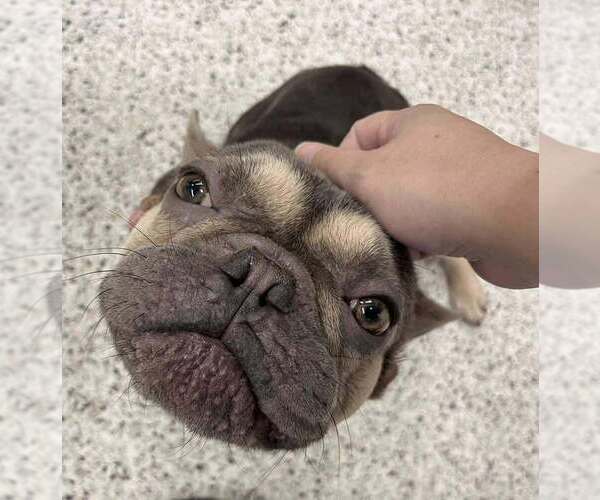 Medium Photo #5 French Bulldog Puppy For Sale in New York, NY, USA