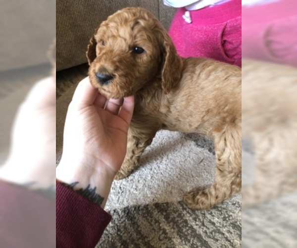 Medium Photo #1 Poodle (Standard) Puppy For Sale in PARKLAND, WA, USA