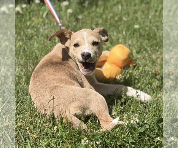 Medium Photo #4 Labrador Retriever-Unknown Mix Puppy For Sale in Yardley, PA, USA