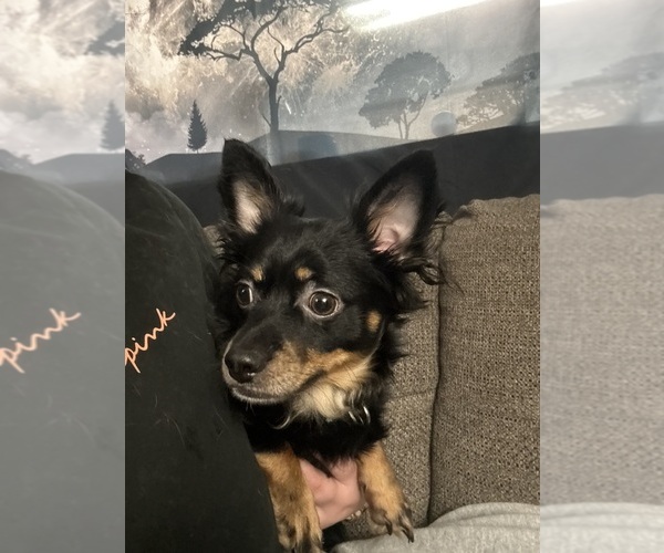 Medium Photo #1 Chiweenie Puppy For Sale in ROANOKE, VA, USA