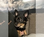Small Photo #1 Chiweenie Puppy For Sale in ROANOKE, VA, USA