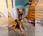 Small #1 German Shepherd Dog