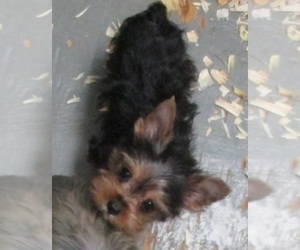 Yorkshire Terrier Puppy for sale in CARROLLTON, GA, USA