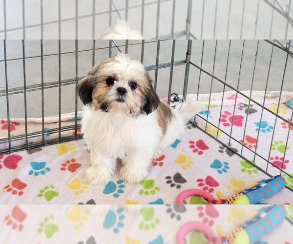 Medium Photo #9 Shih Tzu Puppy For Sale in ORO VALLEY, AZ, USA