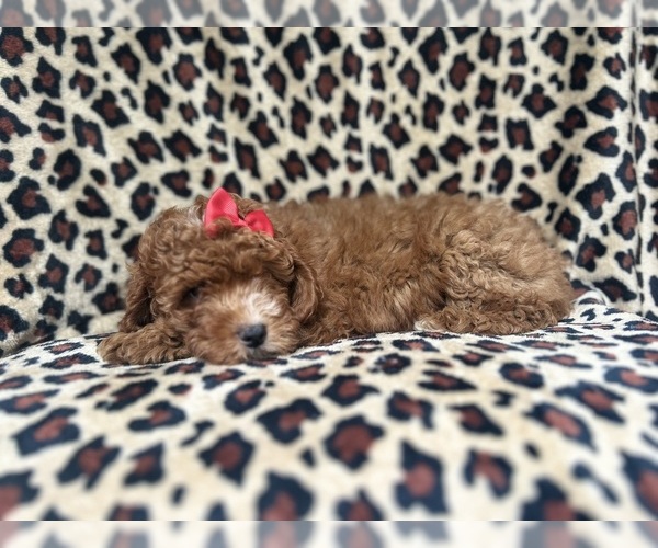 Medium Photo #9 Cavapoo Puppy For Sale in LAKELAND, FL, USA