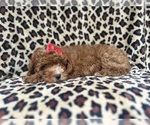 Small #8 Cavapoo