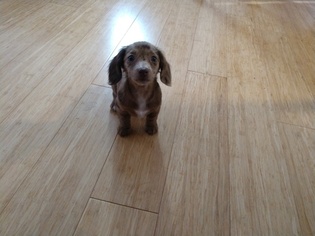 Dachshund Puppy for sale in BERTHOUD, CO, USA