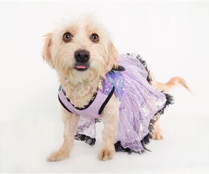 Mariposa - Female Silky Terrier-Unknown Mix Dog for Adoption - Photo #2