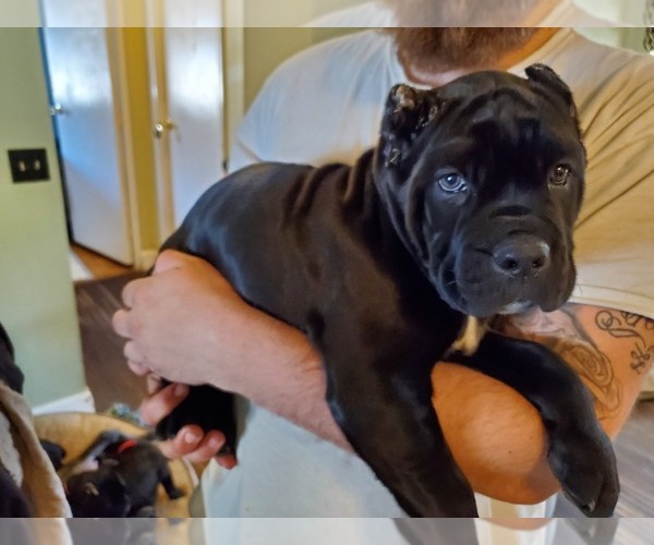 Medium Photo #4 Cane Corso Puppy For Sale in LAKEVIEW, CA, USA