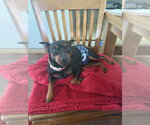Small #1 Miniature Pinscher