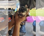 Small Photo #15 Chiranian Puppy For Sale in HOUSTON, TX, USA
