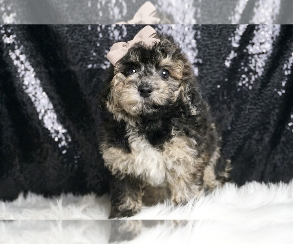 Medium Photo #5 Poodle (Toy) Puppy For Sale in WARSAW, IN, USA