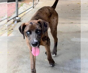 Labrador Retriever Dogs for adoption in Yardley, PA, USA