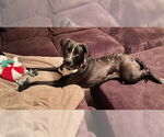 Small #8 American Pit Bull Terrier-Huskies  Mix