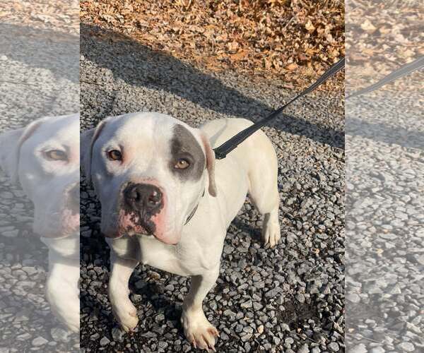 Medium Photo #5 Mutt Puppy For Sale in Lewistown, PA, USA