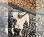 Small #4 Mutt