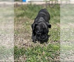 Small Photo #5 French Bulldog Puppy For Sale in VINELAND, NJ, USA