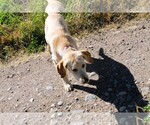 Puppy Silver Labrador Retriever