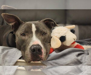 Bruno - Male Mutt Dog for Adoption - Photo #3