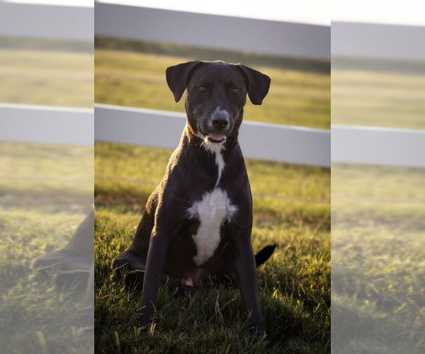 Medium Photo #3 American Pit Bull Terrier-Labrador Retriever Mix Puppy For Sale in Brewster, NY, USA