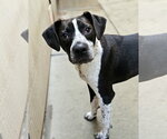 Small Boston Terrier-Boxer Mix