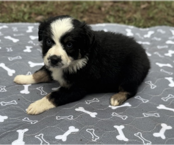 Medium Photo #4 Australian Shepherd Puppy For Sale in SALISBURY, NC, USA