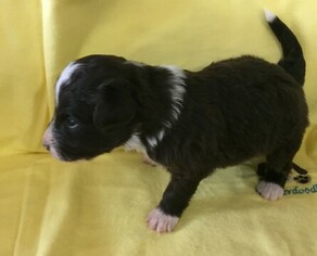 Aussiedoodle Puppy for sale in DRY RIDGE, KY, USA