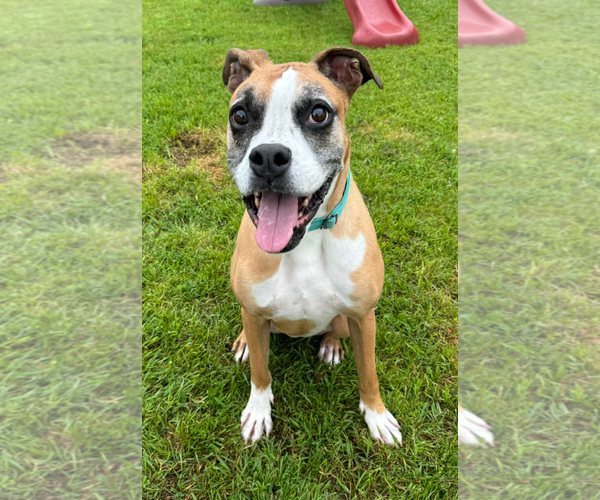 Medium Photo #6 Boxer Puppy For Sale in Burnsville, MN, USA