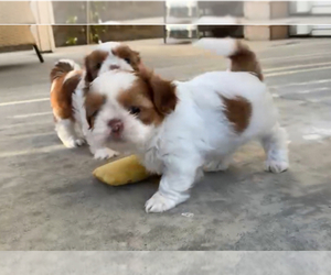 Shih Tzu Puppy for sale in SAN JOSE, CA, USA
