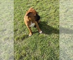 Small #3 Boxer
