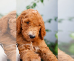 Puppy Green Collar Goldendoodle