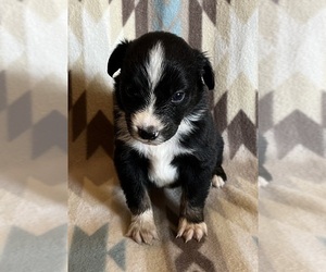 Miniature Australian Shepherd Puppy for sale in FORT MORGAN, CO, USA