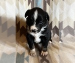 Image preview for Ad Listing. Nickname: Black Tri M