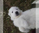 Small Photo #7 Great Pyrenees Puppy For Sale in LAS VEGAS, NV, USA