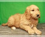 Small Photo #6 Golden Retriever-Poodle (Toy) Mix Puppy For Sale in SHAWNEE, OK, USA