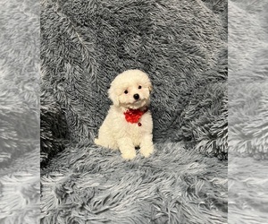 Cavapoo Puppy for sale in JEFFERSONVILLE, IN, USA