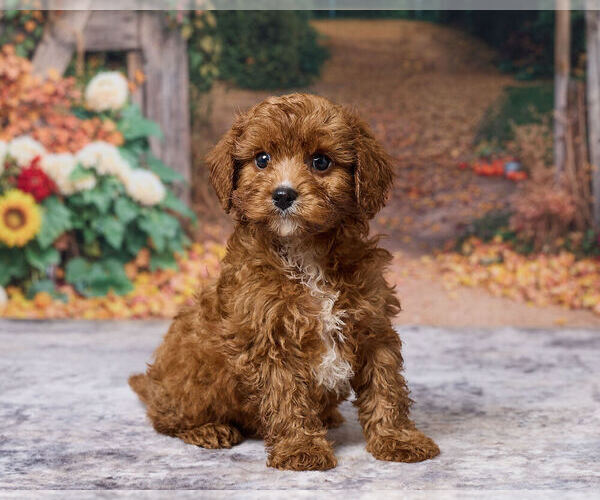 Medium Photo #2 Cavapoo (Miniature) Puppy For Sale in DUNDEE, OH, USA