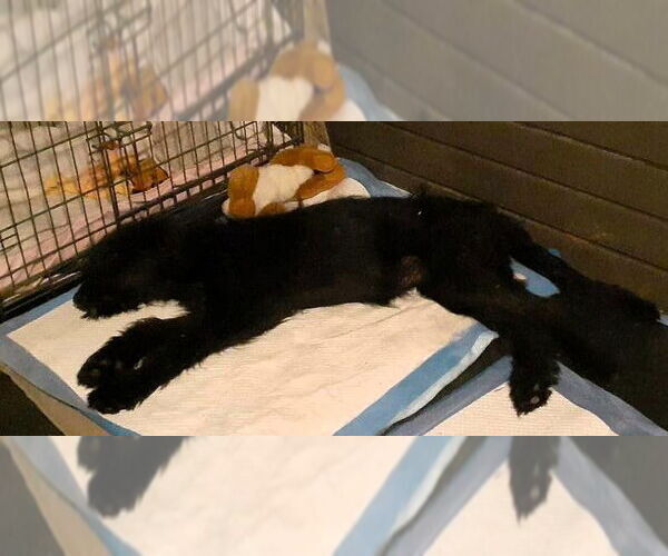 Medium Photo #11 Mutt Puppy For Sale in Hinton, WV, USA