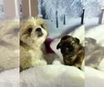 Small #2 Shih Tzu