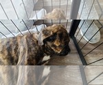 Puppy 5 Cane Corso