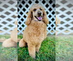Small #2 Poodle (Standard) Mix