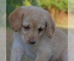 Small Photo #3 Miniature Labradoodle Puppy For Sale in DANVILLE, PA, USA